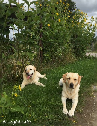 Joyful Lab's Cheeky Girl