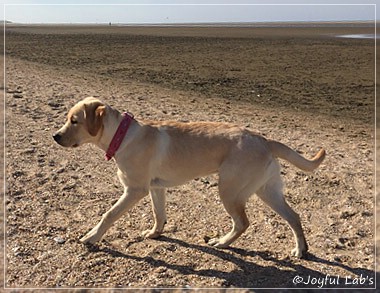 Joyful Lab's Cheeky Girl