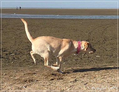 Joyful Lab's Cheeky Girl