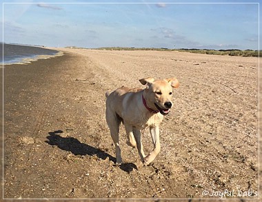 Joyful Lab's Cheeky Girl