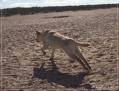 Joyful Lab's Cheeky Girl