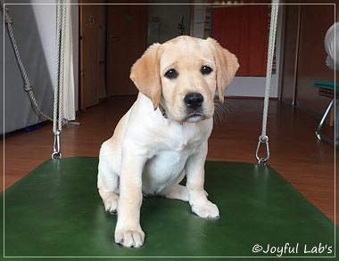 Joyful Lab's Cheeky Girl