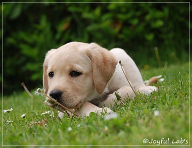 Joyful Lab's Cheeky Girl