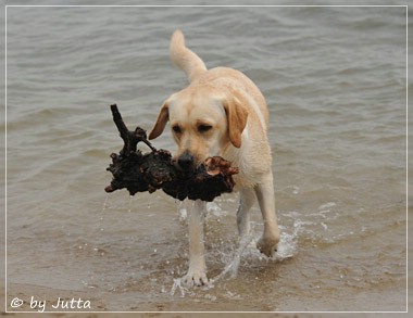 Joyful Lab's Cheeky Girl