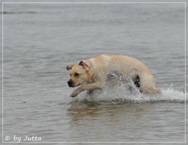 Joyful Lab's Cheeky Girl