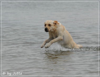 Joyful Lab's Cheeky Girl