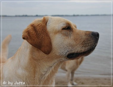 Joyful Lab's Cheeky Girl