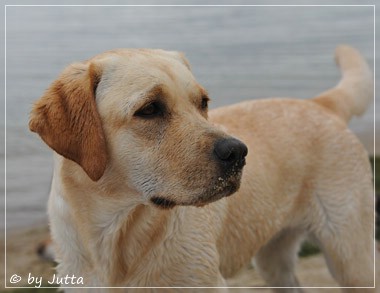 Joyful Lab's Cheeky Girl