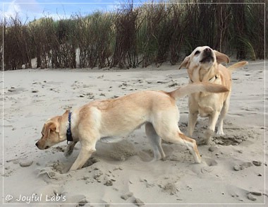 Joyful Lab's Cheeky Girl