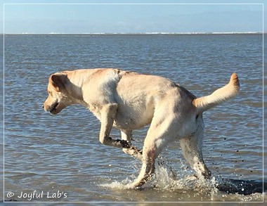 Joyful Lab's Cheeky Girl