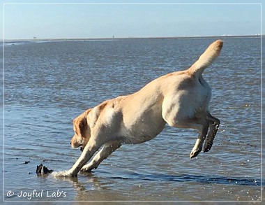 Joyful Lab's Cheeky Girl