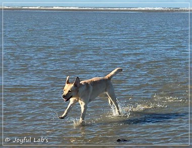 Joyful Lab's Cheeky Girl