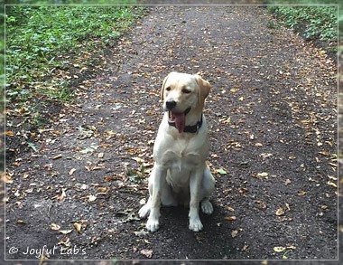 Joyful Lab's Cheeky Girl