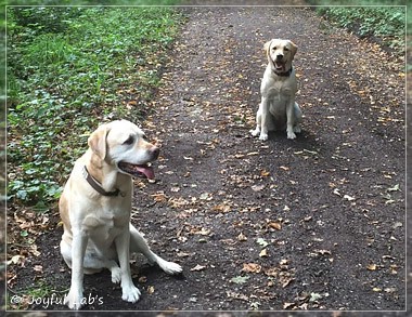 Joyful Lab's Cheeky Girl