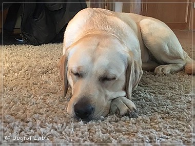 Joyful Lab's Cheeky Girl