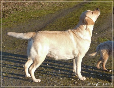 Hanna - Rosefair Joyful Girl