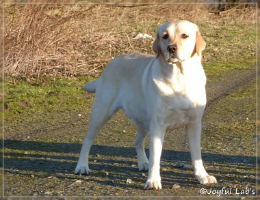 Hanna - Rosefair Joyful Girl