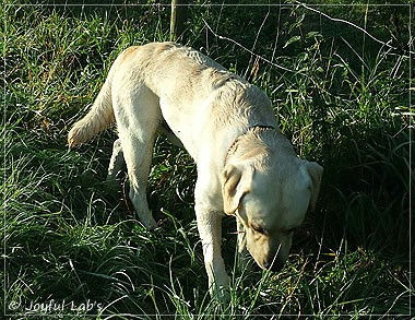 Joyful Lab's Come on Boy