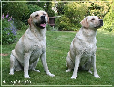 Joyful Lab's Cuddly Girl & Classic Girl