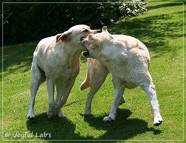 Joyful Lab's Cuddly Girl & Classic Girl