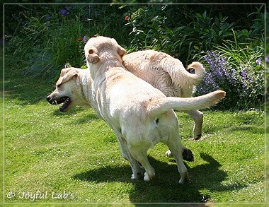 Joyful Lab's Cuddly Girl & Classic Girl