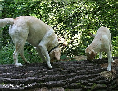 Joyful Lab's Cuddly Girl & Classic Girl