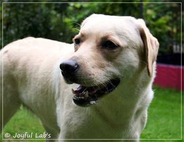 Joyful Lab's Cuddly Girl