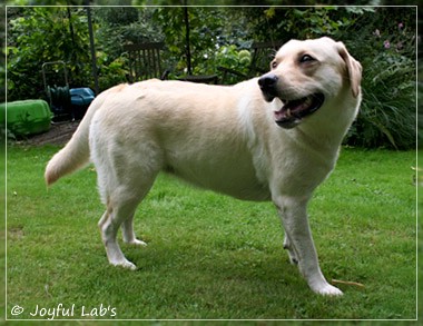 Joyful Lab's Cuddly Girl