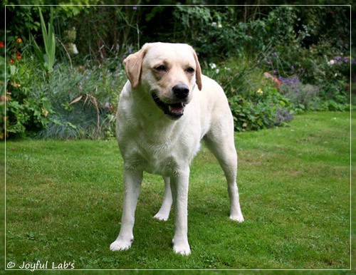 Joyful Lab's Cuddly Girl