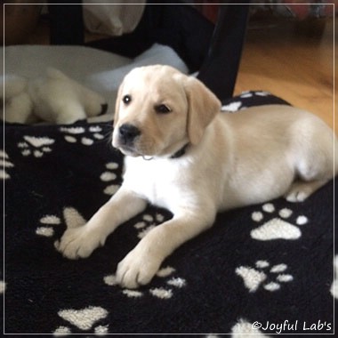 Joyful Lab's Cuddly Girl