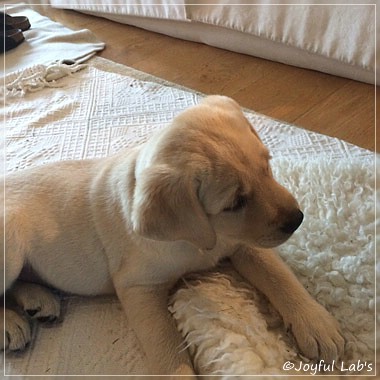 Joyful Lab's Cuddly Girl