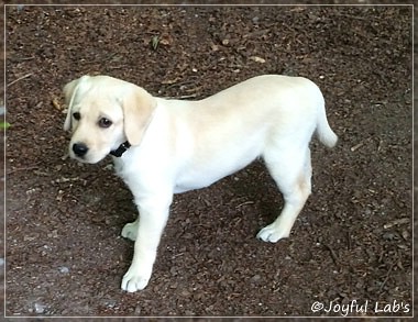 Joyful Lab's Cuddly Girl