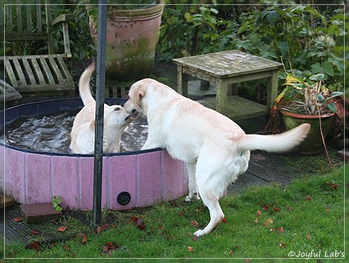 Joyful Lab's Cuddly Girl & Classic Girl