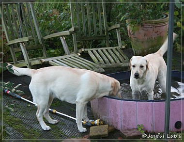 Joyful Lab's Cuddly Girl & Classic Girl