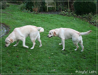 Joyful Lab's Cuddly Girl & Classic Girl