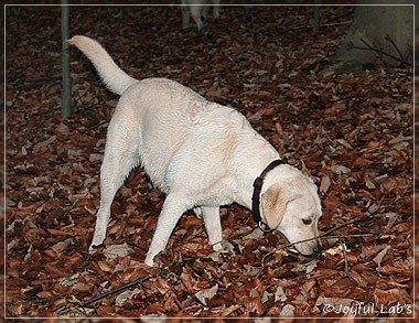 Joyful Lab's Cuddly Girl & Classic Girl