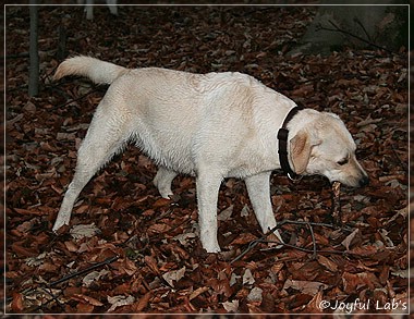 Joyful Lab's Cuddly Girl & Classic Girl