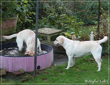 Joyful Lab's Cuddly Girl & Classic Girl