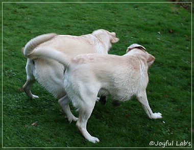 Joyful Lab's Cuddly Girl & Classic Girl