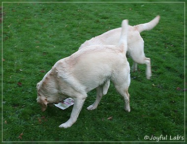 Joyful Lab's Cuddly Girl & Classic Girl