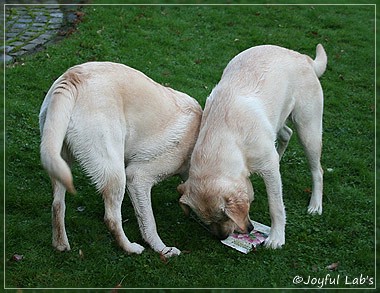 Joyful Lab's Cuddly Girl & Classic Girl