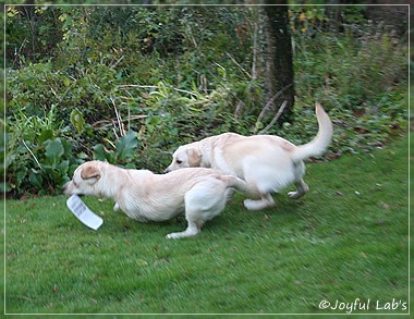 Joyful Lab's Cuddly Girl & Classic Girl