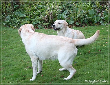 Joyful Lab's Cuddly Girl & Classic Girl