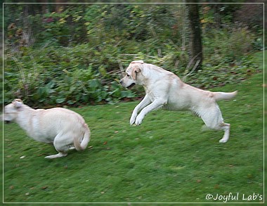 Joyful Lab's Cuddly Girl & Classic Girl