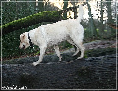 Joyful Lab's Cuddly Girl & Classic Girl