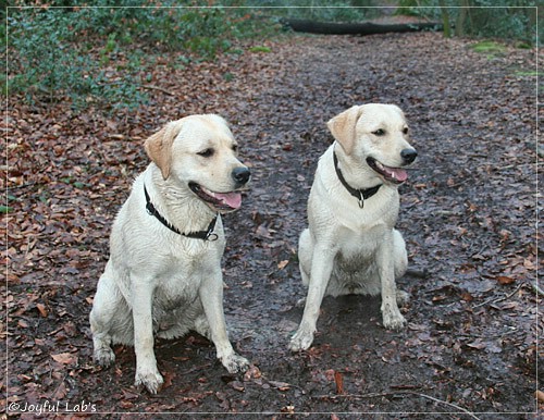 Joyful Lab's Cuddly Girl & Classic Girl