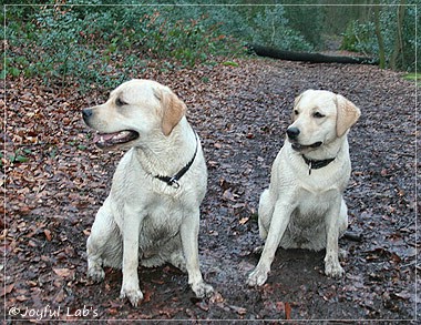 Joyful Lab's Cuddly Girl & Classic Girl