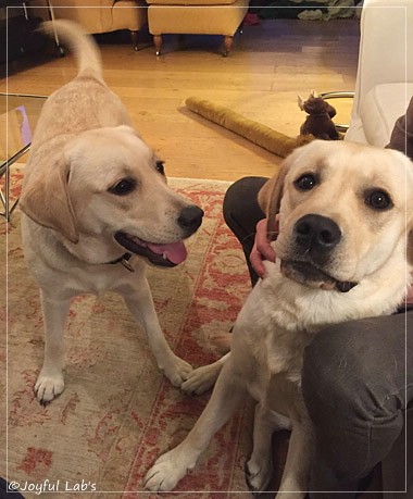 Joyful Lab's Cuddly Girl & Classic Girl