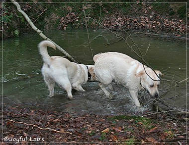 Joyful Lab's Cuddly Girl & Classic Girl