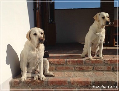 Joyful Lab's Bright Girl